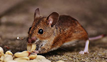 24 Hour & Emergency Exterminators in Manawa, IA